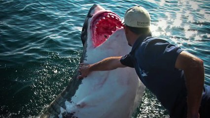 AS 5 LIGAÇÕES ENTRE HUMANOS E ANIMAIS MAIS INCRÍVEIS QUE EXIST