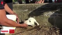 Pérou- pris au piège et assoiffé, ce chien est secouru par les villageois