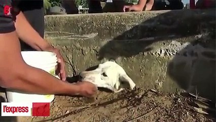 Pérou- pris au piège et assoiffé, ce chien est secouru par les villageois