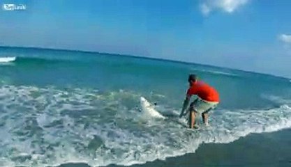 Sauvetage d'un requin échoué sur la plage à mains nues