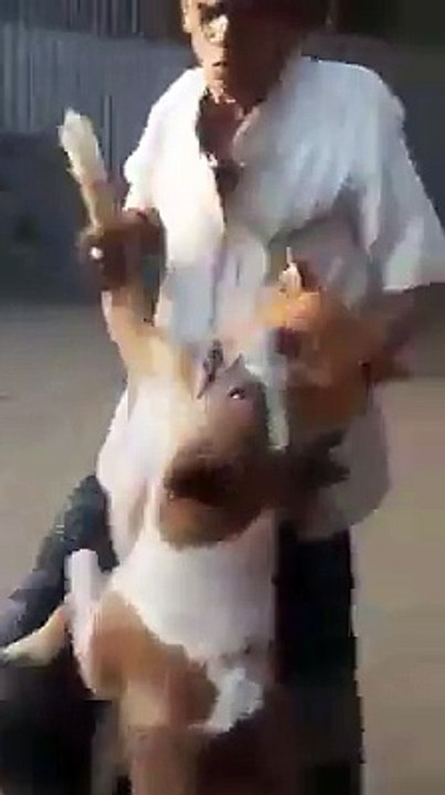 dogs fight