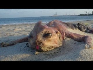 5 Mysterious Creatures Washed Up From The Ocean!