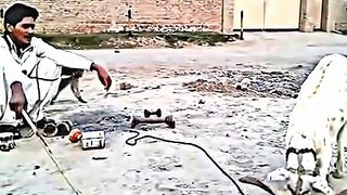 funny goat and monkey video clips - funny pranks - pakistani funny videos 2017 - 2017 funny video