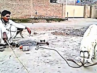 funny goat and monkey video clips - funny pranks - pakistani funny videos 2017 - 2017 funny video