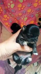 Ninette à 10 jours, le 13 mai 2017