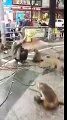 Crazy Monkey and Man Fight - Monkey Slaps Man - FUNNY VIDEO 2016