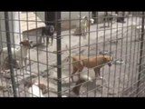Catania - Canile lager a San Giovanni Galermo, denunciati veterinari (13.05.17)
