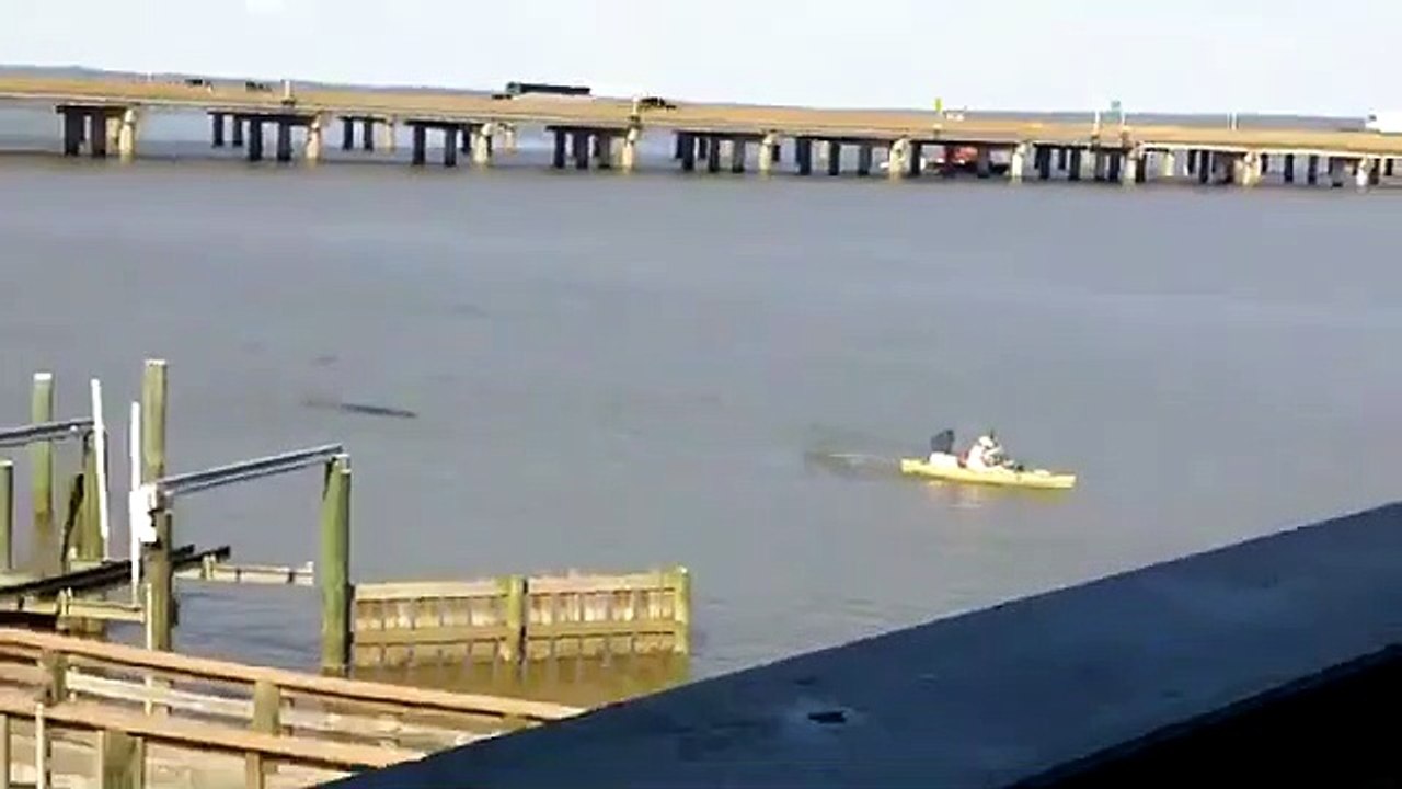 Ce kayak est poursuivi par un gros alligator... Terrifiant!