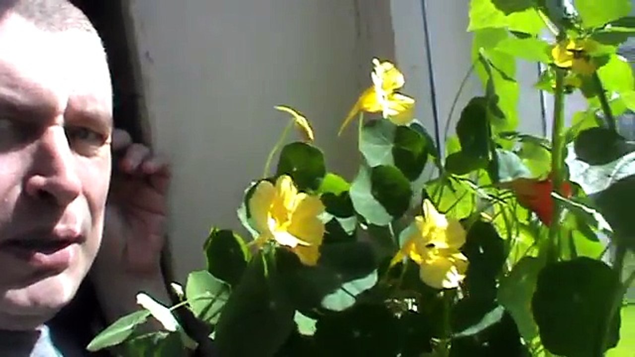 Мужик снимает цветок настурция