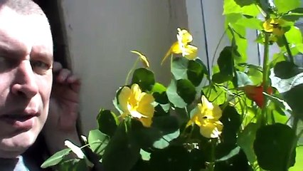 Мужик снимает цветок настурция