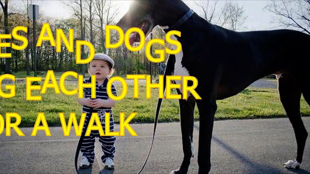 Babies and dogs take each other for a walk - Funny and cute compilation