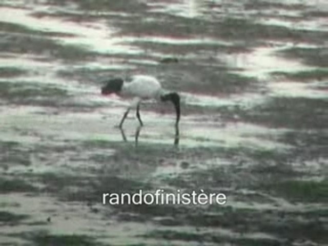 Ref:x35pch Ibis sacré