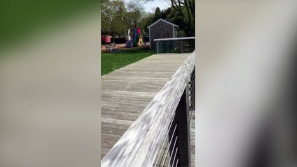 Maman canard fait l'apprentissage à ses petits !