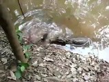 Un alligator s'attaque à une anguille électrique, qui va remporter le combat ?