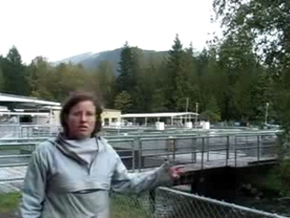 Chehalis Live Salmon Cam