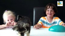 mes ANIMAUX surprises CHIEN OU CHAT ?FUNNY VIDEO DOG & CAT