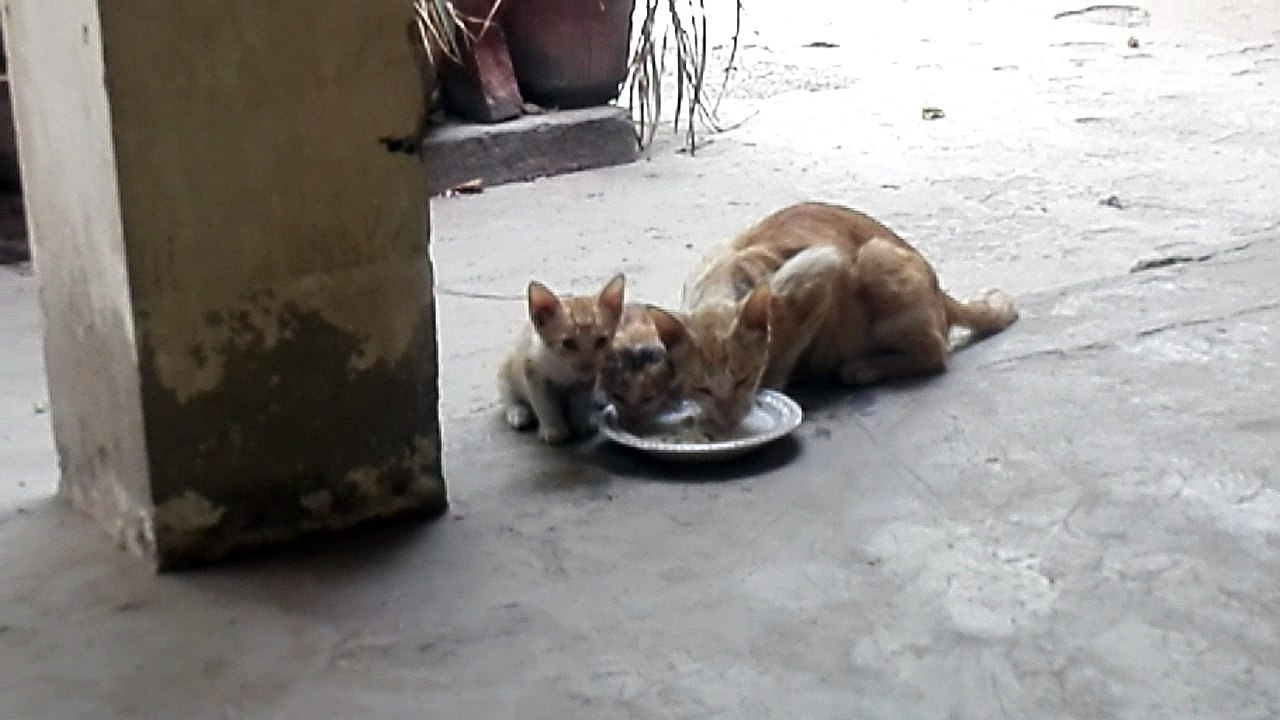 Beautiful Kitten Family - Having Lunch