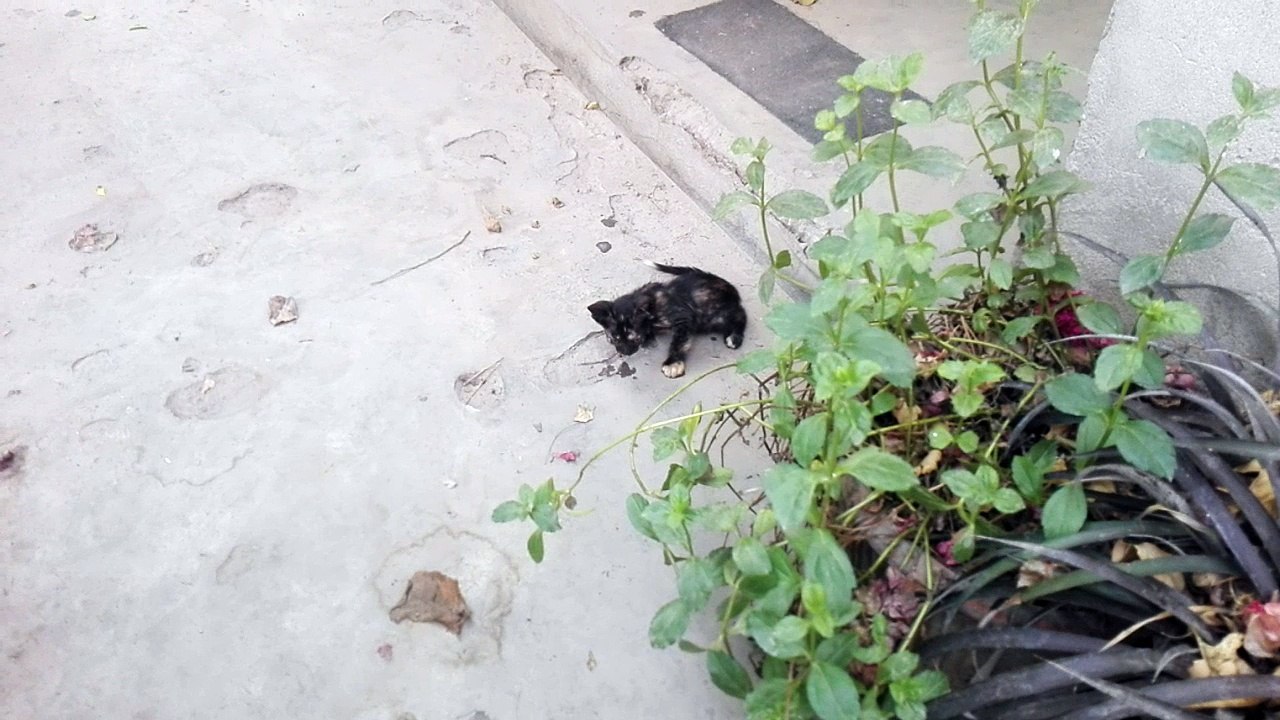 BEAUTIFUL KITTENS having lunch with mother.