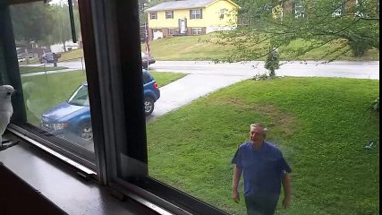 Quand son maître rentre, ce cacatoès ne peut se retenir! -