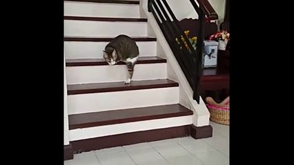 Un chat amputé continue de vivre avec deux pattes