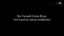 Costa Rica - Der Quetzal-CHsWr2A5G9o