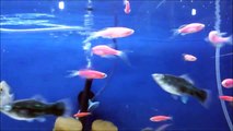 Kırmızı tül ve Siyah tül Zebra balığı (Goldfish)