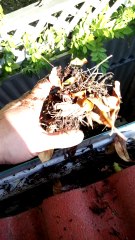 Cleaning Out Gutters | Gutter Cleaning Adelaide | Gutter Guys Adelaide | Best Gutter Cleaners