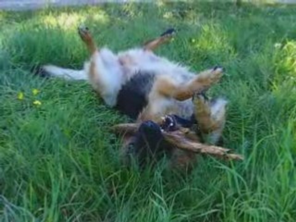 Berger Allemand - Cooper, un chien plein de vie !