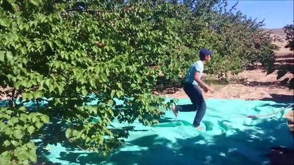 Kayısı Silkeleme Makinesi - Kayısı  Nasıl Silkelenir...