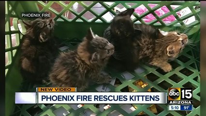 Phoenix Firefighters rescue stuck kittens
