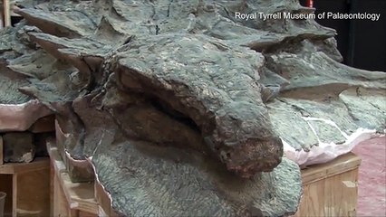 Dinosaur fossil so well preserved it looks like a statue