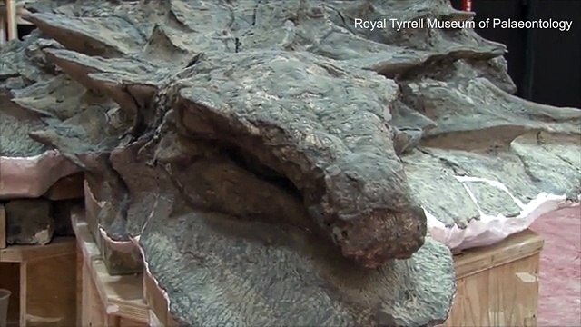 Dinosaur fossil so well preserved it looks like a statue