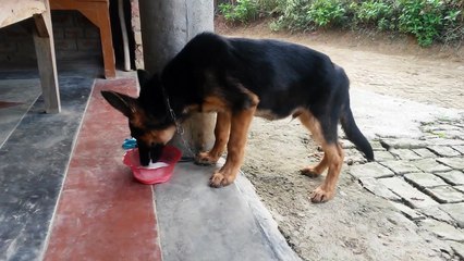3 months old german shephard drinking milk.