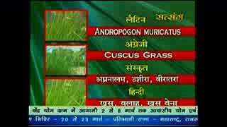 Cuscus Grass a Medicine ! खस के औषधीय गुण # Acharya Balkrishna