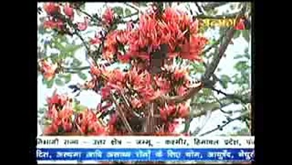 Flame of the Forest ! ढाक, पलाश, टेसू के औषधीय गुण ! Part 2 # Acharya Balkrishna