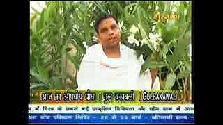 Gulbakawali a Medicine Plant ! गुल बकावली के औषधीय गुण # Acharya Balkrishna