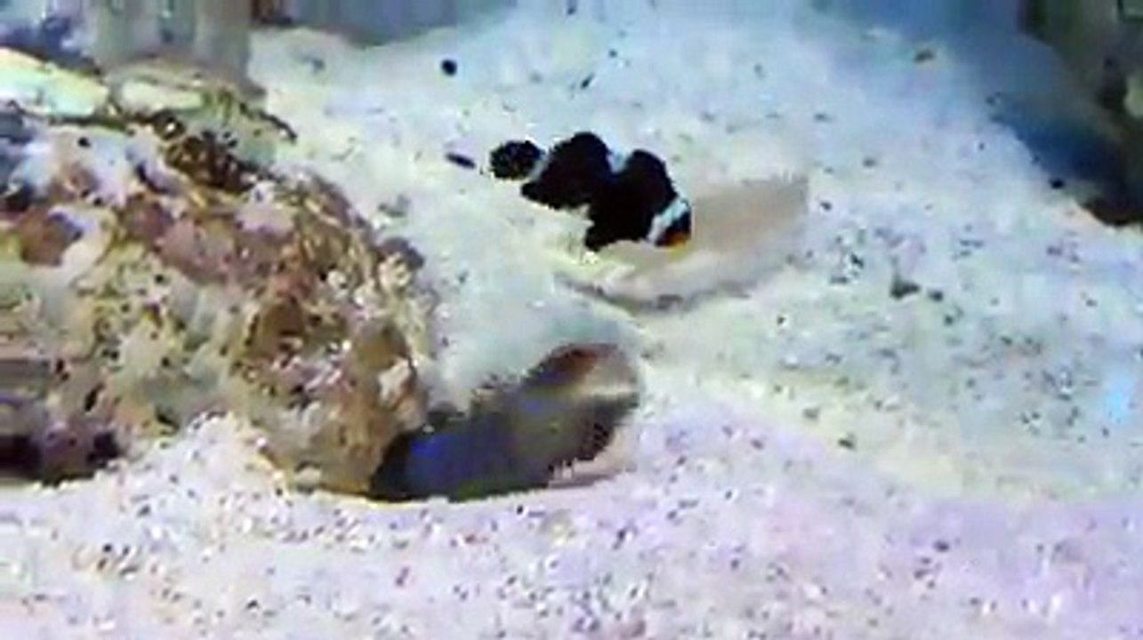 Crazy Fish, I Never See Something Like This Before