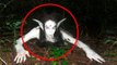 5 Mysterious Creatures Caught On Camera & Spotted In Real Life! #3