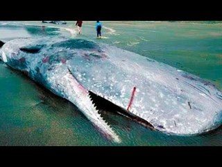5 Disturbing Creatures To Come Out Of The Ocean!