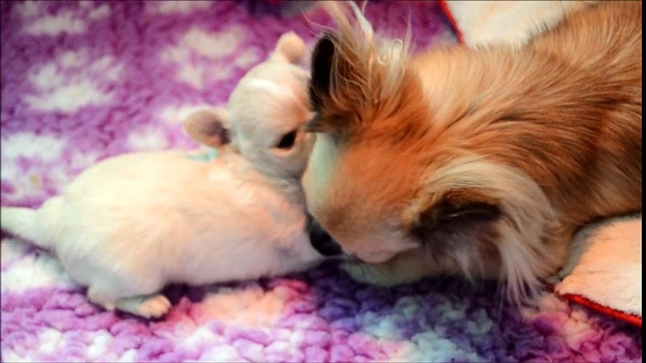 1ers jeux de Nelson avec sa maman Isis
