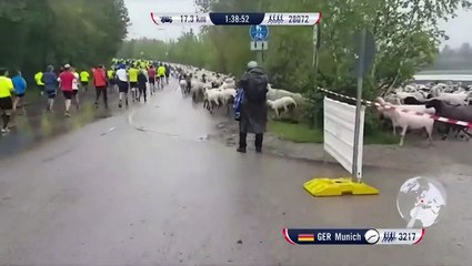 Des moutons s’incrustent dans une course à pied