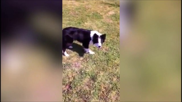 Quand tu joues à 1,2,3 soleil avec ton chien... Trop marrant