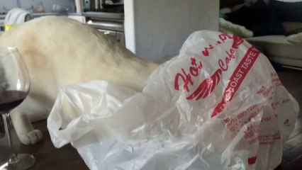 Chat vs Sac plastique