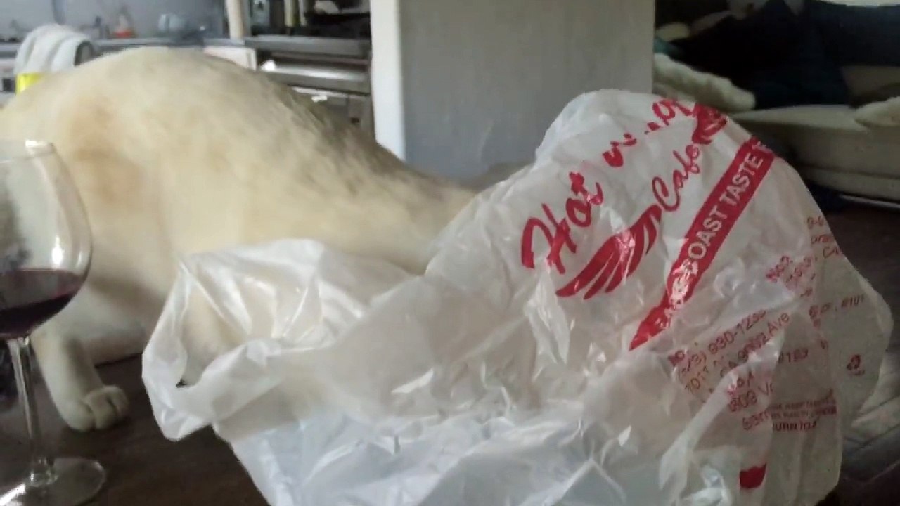 Chat vs Sac plastique