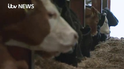 ITV News_What can be done to eradicate bovine TB in Wales 12May17