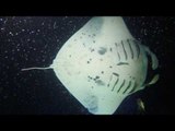 Mantas Swim in Mesmerizing Moonlit Waters