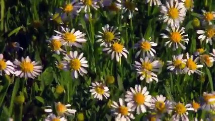 Parrots in the Land of Oz (PBS Nature Documentary)