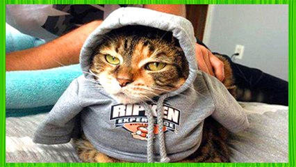 Funny Cats Compilation 2017 Cat Fails 2017 Funny Pets 2017 #5