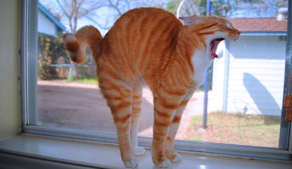 Funny Cats Compilation 2017 Cat Fails 2017 Funny Pets 2017 #6