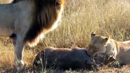 Avını Öldüren Dişi Aslanla Çiftleşmek İsteyen Erkek Aslan